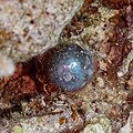 * Nomination Bubble algae (Valonia ventricosa), Red Sea, Egypt --Poco a poco 06:07, 2 August 2023 (UTC) * Promotion  Support Good quality. --Jakubhal 15:14, 2 August 2023 (UTC)