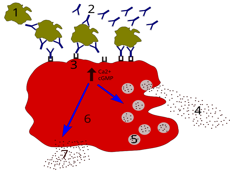 File:Allergy degranulation processes 01.svg