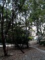 Alleys with australian trees Nicosia Cyprus.jpg