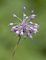 Allium olympicum - Uludag Onion - Uludağ soğanı 4.jpg