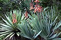 Sujet en fleur au jardin botanique de Funchal à Madère