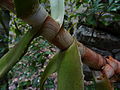 Aloe sp. Ribaue - leaf sheath (10208476656).jpg