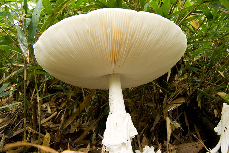 File:Amanita virosa 09.jpg