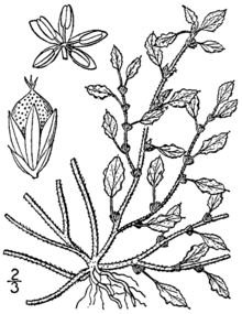 Amaranthus crispus BB-1913.png