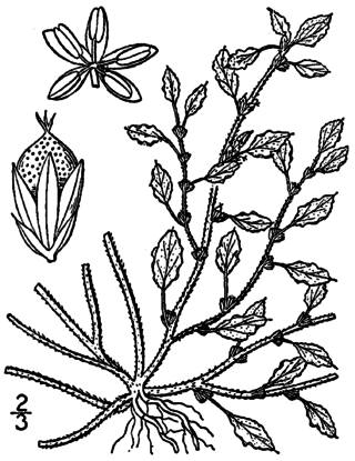 <i>Amaranthus crispus</i> Species of plant in the family Amaranthaceae