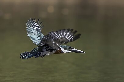 Amazon kingfisher (Chloroceryle amazona) male in flight Cayo.jpg