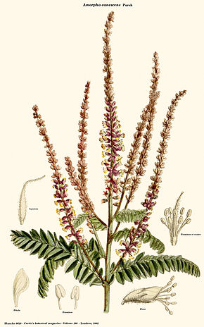 Popis obrázku Amorpha canescens.jpg.