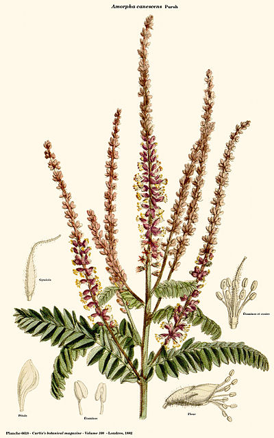 Amorpha canescens