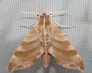 <i>Ampelophaga rubiginosa</i> Species of moth