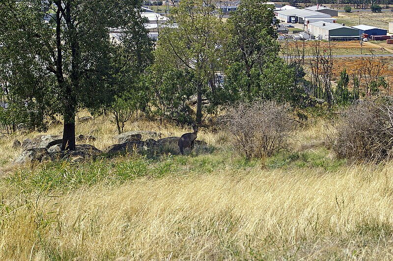 File:An Eastern Grey Kangaroo (Macropus giganteus) on the slopes of Rocky Hill.jpg