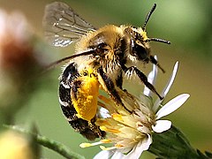 Collecting pollen