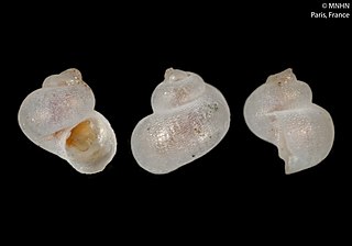 <i>Anekes undulisculpta</i> Species of gastropod