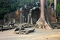 Angkor-Ta Prohm-14-Baeume-Tetrameles nudiflora-2007-gje.jpg