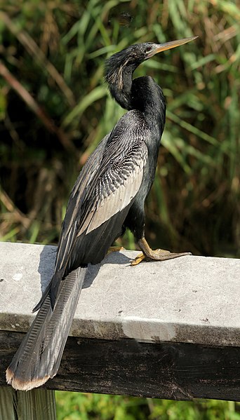 File:Anhinga anhinga leucogaster.jpg