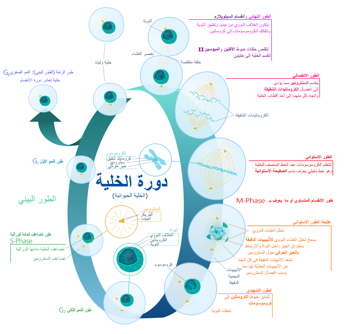 في الطور الاستوائي تصطف الكروماتيدات في وسط الخلية .