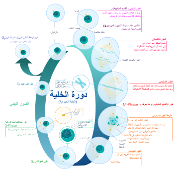 File:Animal cell cycle-ar.svg