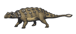 Ankylosaurus magniventris reconstruction.png