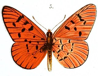 Acraea atolmis