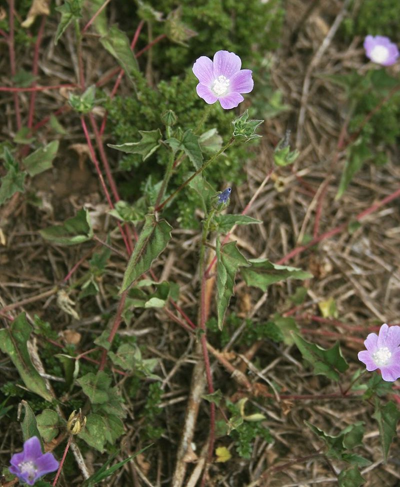 Violettas