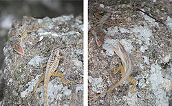 Two male Dominican anoles in a territorial confrontation. North Caribbean ecotype. Coulibistrie, Dominica. Following display behavior involving head-bobbing, throat fan extension, and push-ups, the males circled close on one another with their mouths gaping, occasionally snapping at each other until one retreated. Anolis oculatus at Coulibistrie-c03.jpg