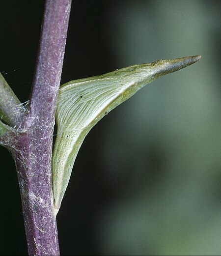 Anthocharis cardamines 17.jpg