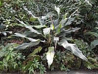 Anthurium martianum