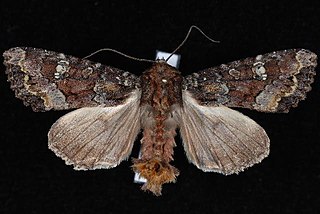 <i>Apamea amputatrix</i> Species of moth