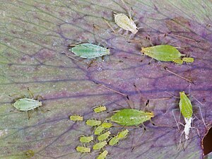 Aphids on Helleborus niger.jpg