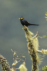 An Apo myna in the wild Apo Myna - Mindanao - Philippines H8O1095 (22409185609).jpg