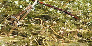 Aquatic garter snake Species of snake