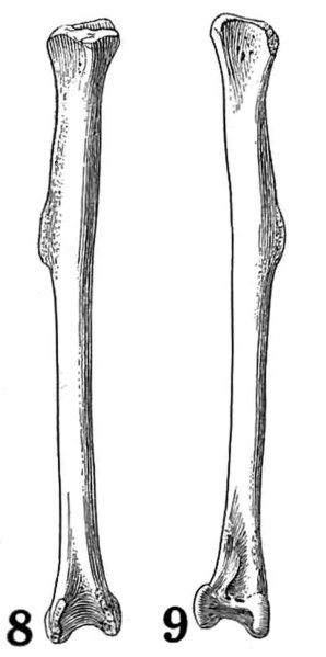 File:Ara autocthones holotype tibiotarsus.jpg