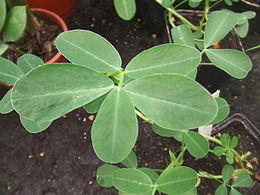 Arachis hypogaea2.jpg
