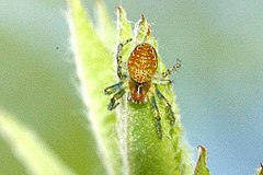 Araniella.cucurbitina.spiderling.jpg