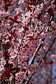 Arbre en fleurs