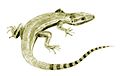 Ang Archaeothyris ay isang napaka unang tulad ng mamalyang reptilya at ang pinaka matandang hindi pinagtatalunang alam na synapsid.