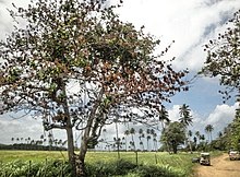 Area de La Poza de Pachy, Sector Playuela in Barrio Borinquen in Aguadilla Area de La Poza de Pachy, Sector Playuela en Barrio Borinquen en Aguadilla, Puerto Rico.jpg