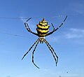 Miniatura para Argiope australis