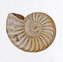 Arietitidae - Asteroceras stellare-001.JPG