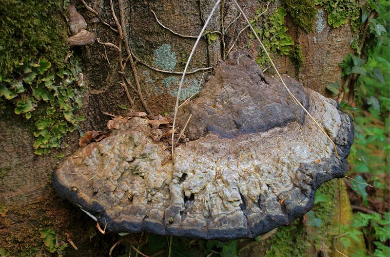 File:Armadale Castle - tree fungi 1.jpg