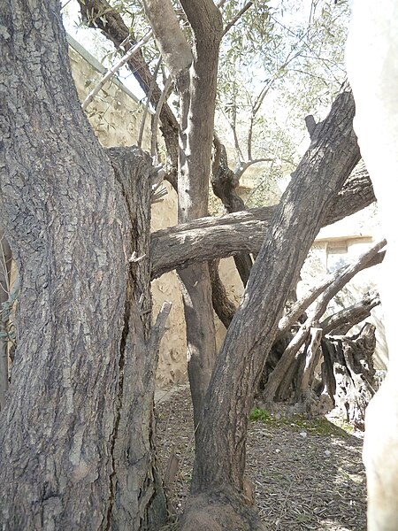 File:Armenian Quarter - Convent of the Olive Tree P1130620.JPG