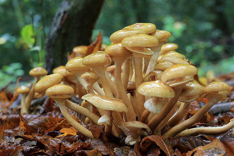 File:Armillaria mellea, Honey Fungus, UK.jpg