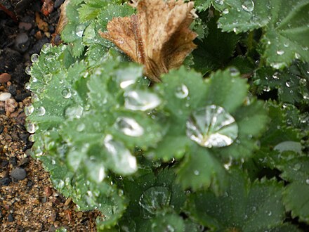 Filziger Frauenmantel (alchemilla glaucescens) mit Guttationstropfen am Blattrand (Foto) und Regentropfen im Alten Botanischen Garten in der Stadt Marburg.