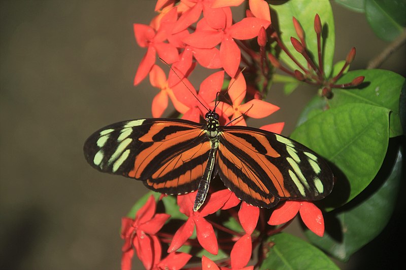 File:Aruba Butterfly Farm (24253868461).jpg