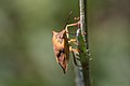 * Nomination Shield Bug (Carpocoris fuscispinus) --MirandaAdramin 10:33, 17 August 2017 (UTC) * Decline Very little in focus. Charlesjsharp 11:52, 17 August 2017 (UTC)