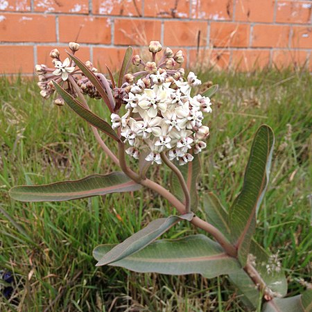 Asclepias glaucescens