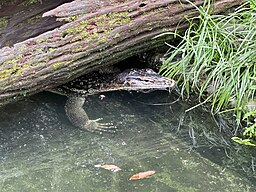 Asian water monitor - Varanus salvator