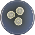 Aspergillus tatenoi growing on CYA plate