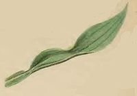 Mined leaf of Plantago lanceolata Aspilapteryx tringipennella mined leaf of Plantago lanceolata.JPG