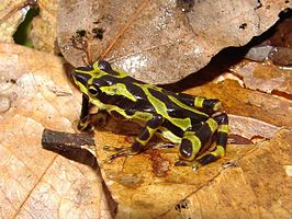 Atelopus spurrelli