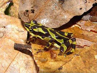 <i>Atelopus spurrelli</i> Species of amphibian